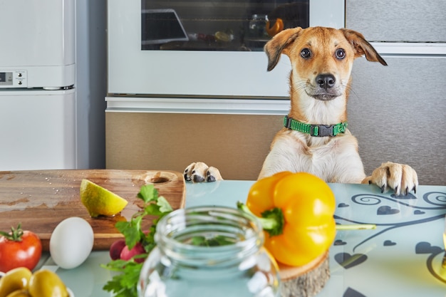 El perro mira con interés la mesa con comida preparada para una master class virtual online, comida sana preparada en la cocina de casa.