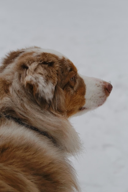 Perro mira hacia otro lado Pastor Australiano Red Merle se sienta en el parque en la nieve