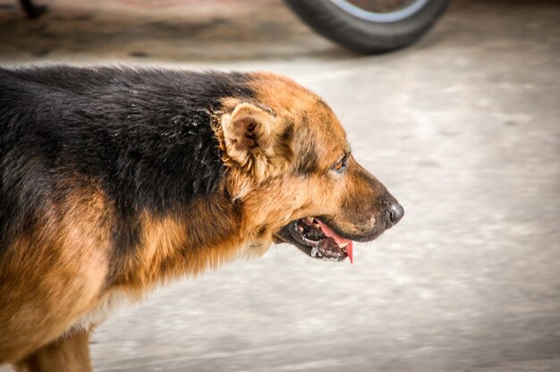 Foto el perro mira hacia otro lado.