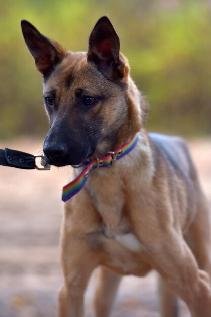 Foto el perro mira hacia otro lado.