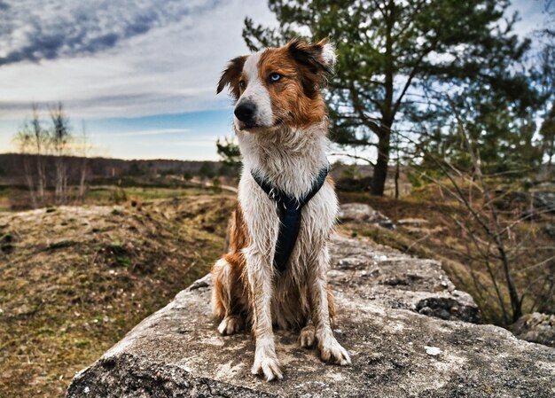 Foto el perro mira hacia otro lado.