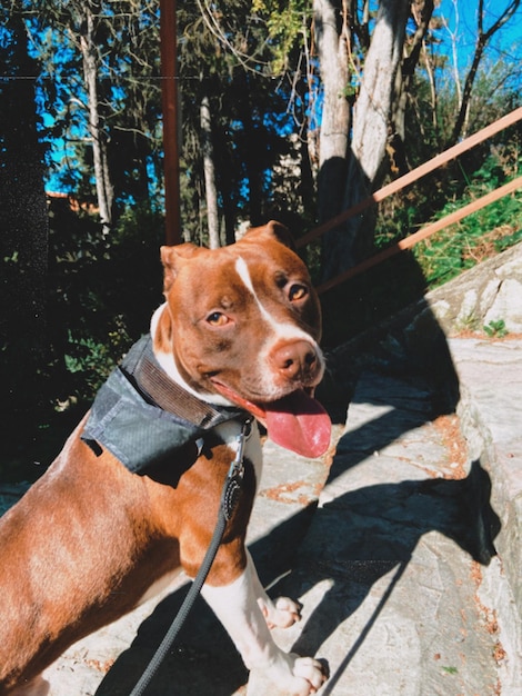 Foto el perro mira hacia otro lado.