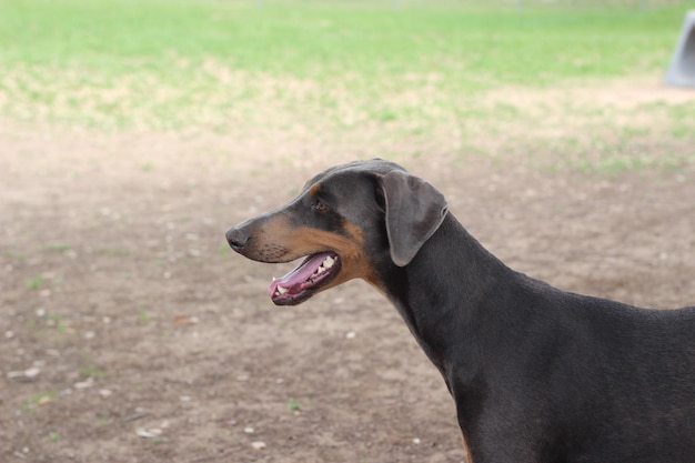 Foto el perro mira hacia otro lado.