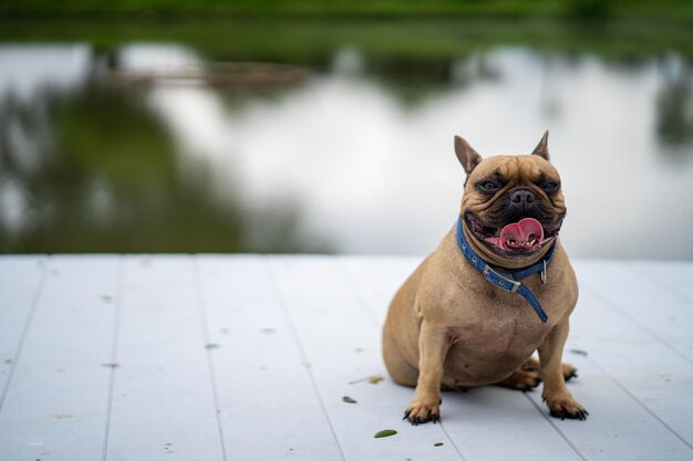 Foto el perro mira hacia otro lado.