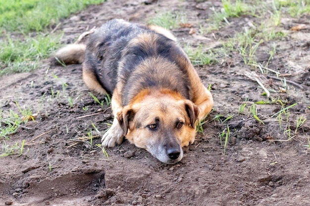 Un perro con una mirada triste yace en el jardín en el suelo.