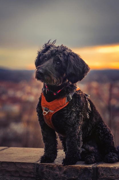 Perro mirando hacia el atardecer