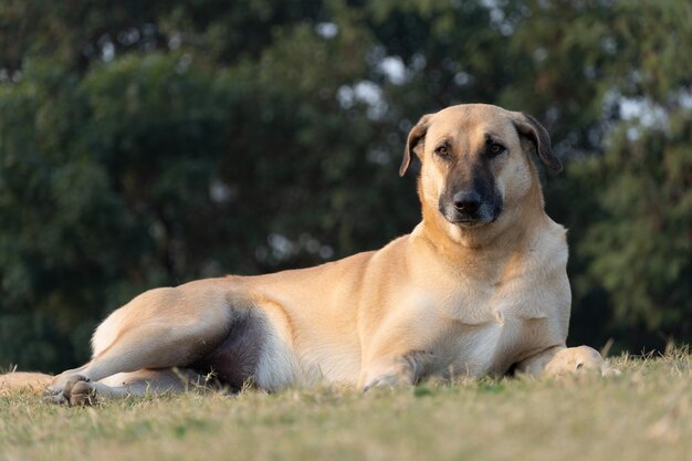 Un perro mirando la cámara sentado en el parque