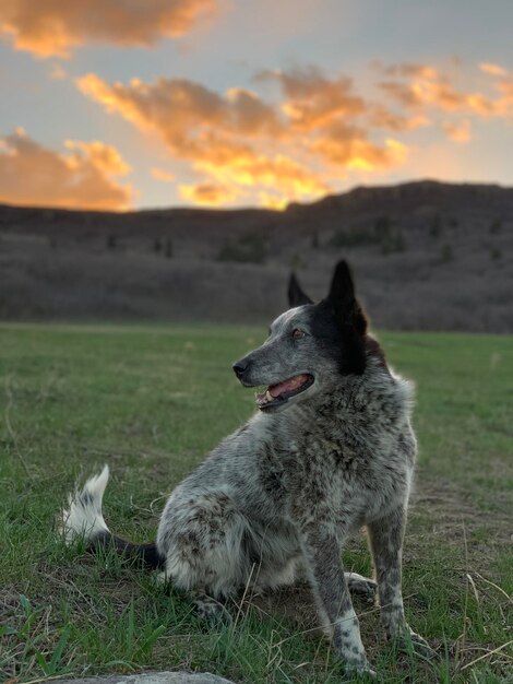 Foto perro mirando hacia el campo durante la puesta de sol