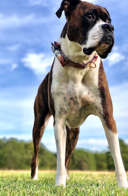 Foto perro mirando hacia el campo