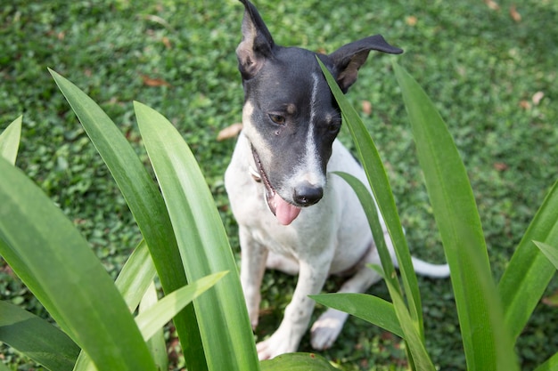 Foto perro mirando hacia el campo