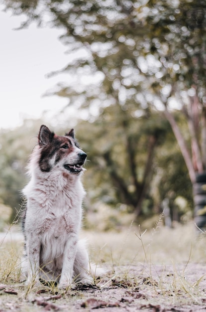 Foto perro mirando hacia el campo