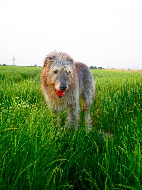 Foto perro mirando hacia el campo