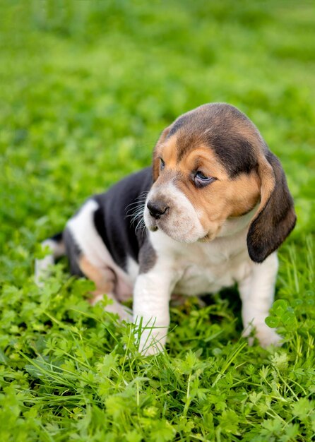 Foto perro mirando hacia el campo