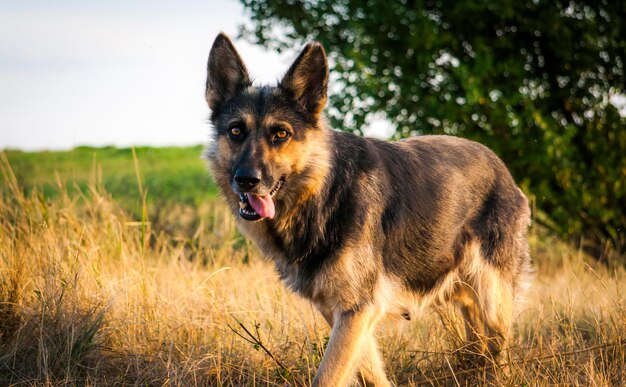 Perro mirando hacia el campo