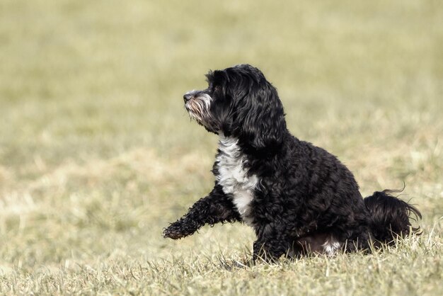 Perro mirando hacia el campo