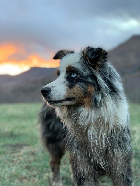 Foto perro mirando hacia el campo