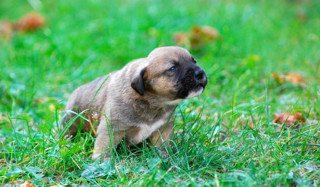 Perro mirando hacia el campo