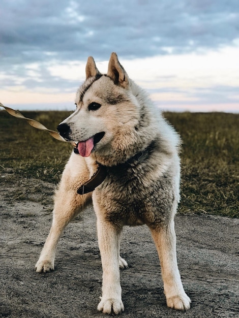 Foto perro mirando hacia fuera al aire libre