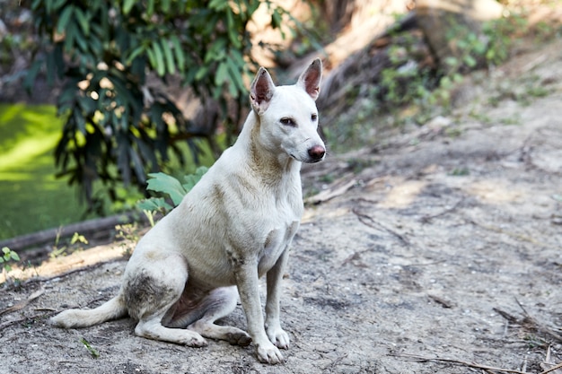 Perro mirando un huerto de frutas