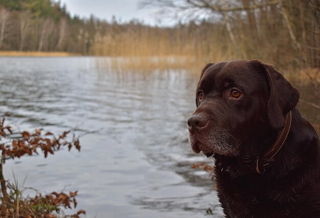 Perro mirando hacia el lago