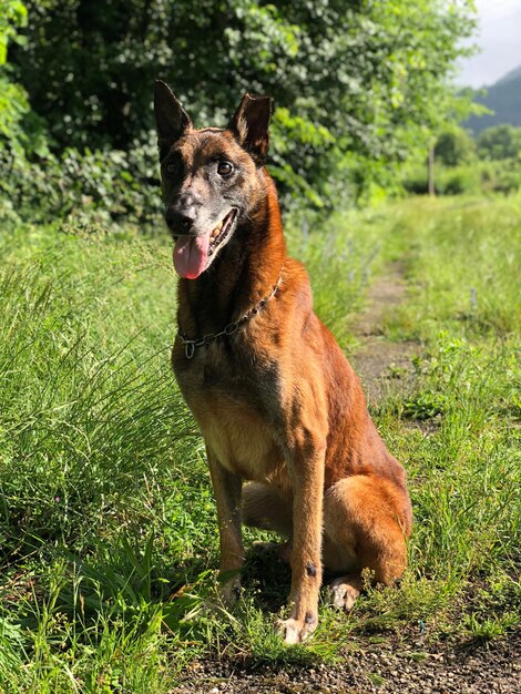 Foto perro mirando lejos en el campo