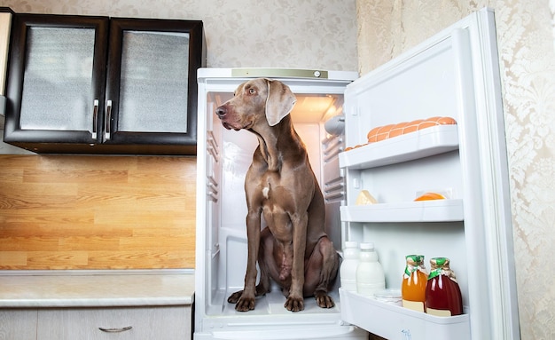 Foto perro mirando lejos en casa