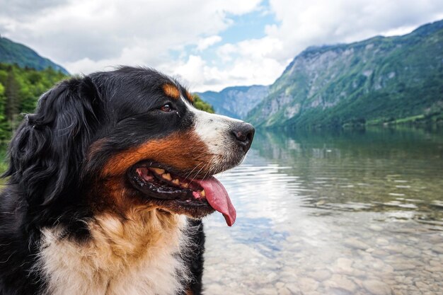 Foto perro mirando lejos en las montañas