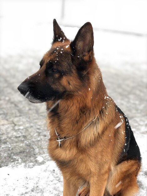 Foto perro mirando lejos en la nieve