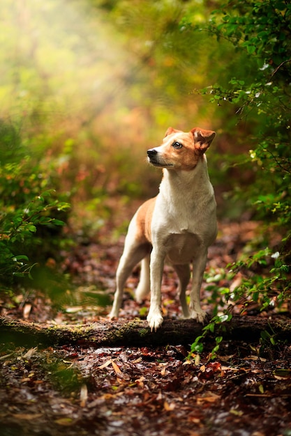 Perro mirando lejos de pie en el bosque