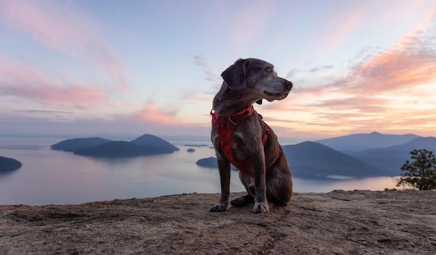 Foto perro mirando las montañas contra el cielo durante la puesta de sol
