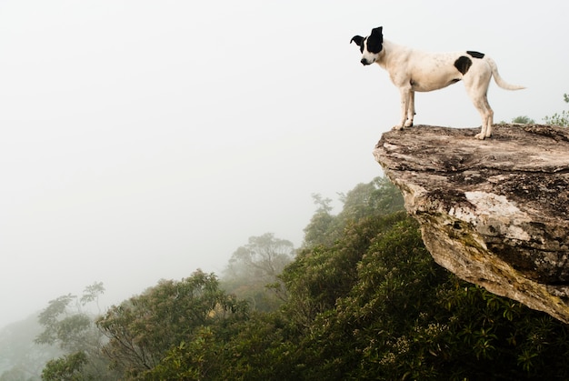 Perro mirando la niebla en Brasil