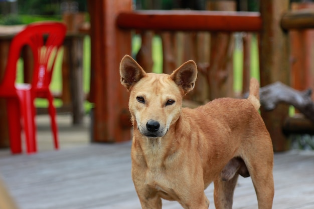 Perro mirando con el ojo de la cara en casa