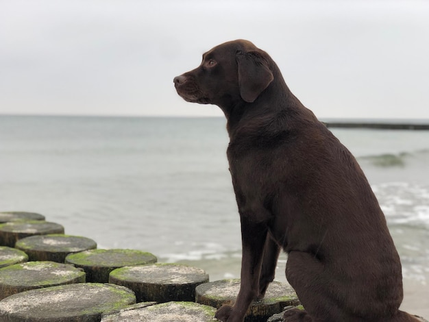 Foto perro mirando la orilla del mar