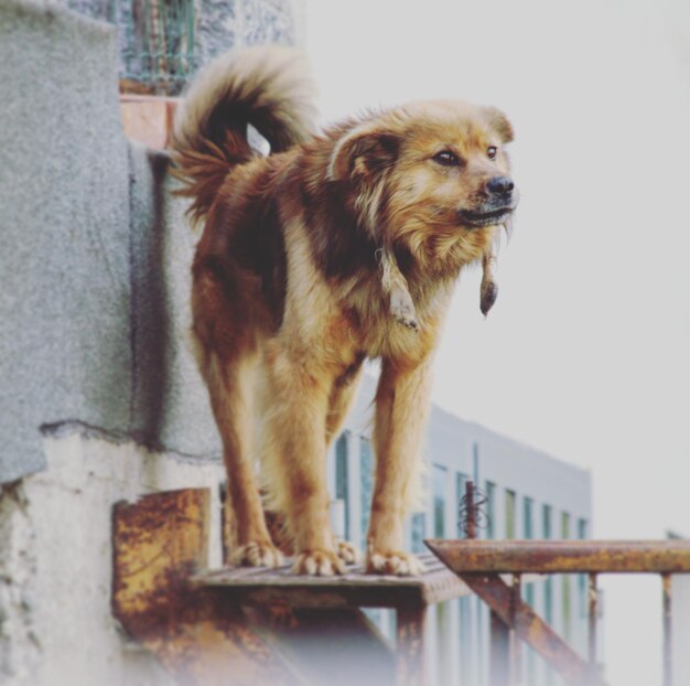 Perro mirando hacia otro lado mientras está de pie al aire libre