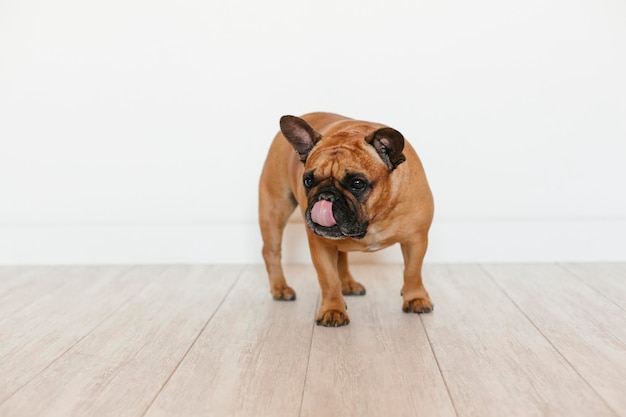 Foto perro mirando hacia otro lado mientras está de pie en el suelo de madera dura