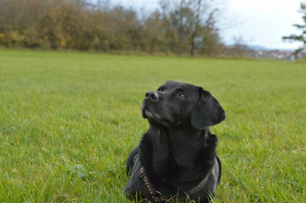 Foto perro mirando hacia otro lado mientras se relaja en el campo cubierto de hierba