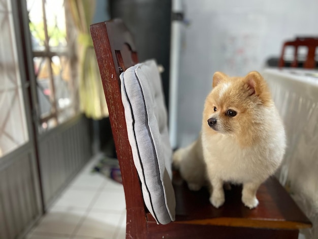 Foto perro mirando hacia otro lado mientras está sentado en la mesa en casa