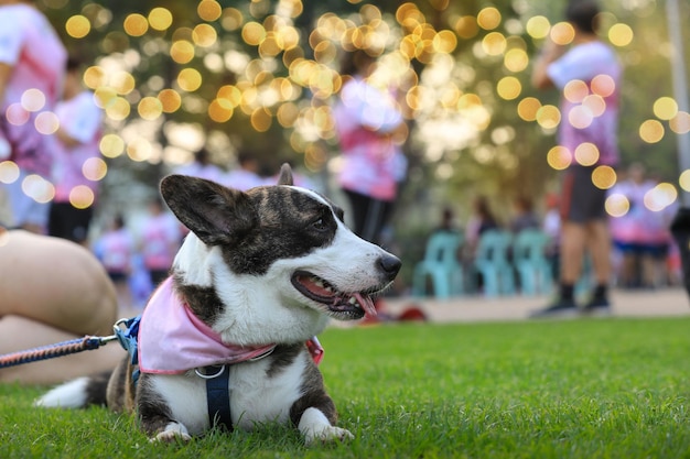 Foto perro mirando hacia otro lado en el parque