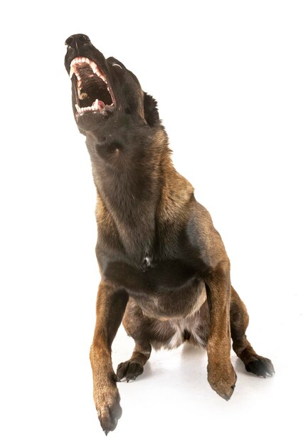 Foto perro mirando hacia otro lado sobre un fondo blanco