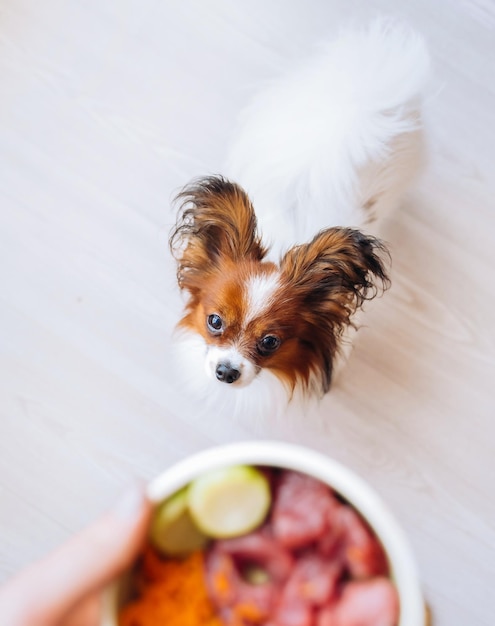 Perro mirando un plato de comida para perros de carne natural