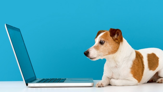 Perro mirando portátil con interés