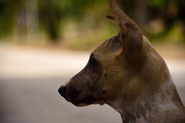 Perro mirando sobre fondo verde de la naturaleza