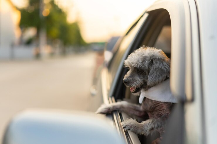 Perro mirando por la ventana del coche durante un viaje de viaje Mascota disfrutando de un viaje por carretera un paseo con el coche y la cara en el viento Perro viajando en coche Mascotas concepto de viaje