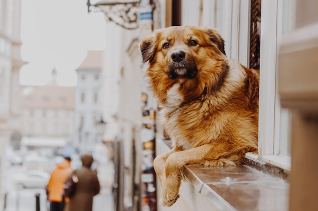 Perro mirando por la ventana esperando que su humano vuelva a casa