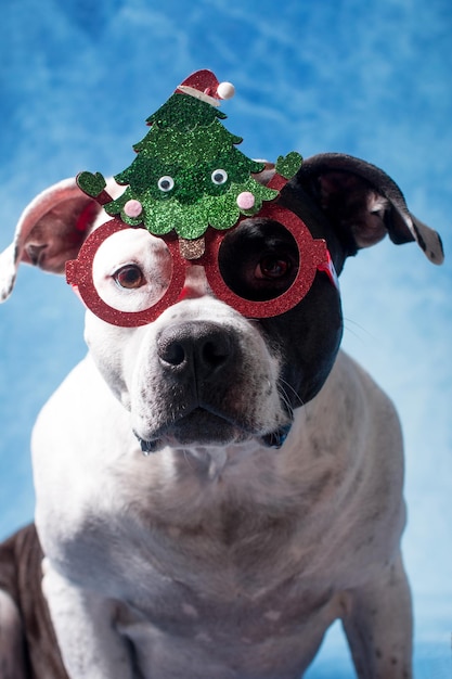 Foto un perro mixto con gafas navideñas próximamente el año 2024 perro blanco y negro american staffordshire terrier