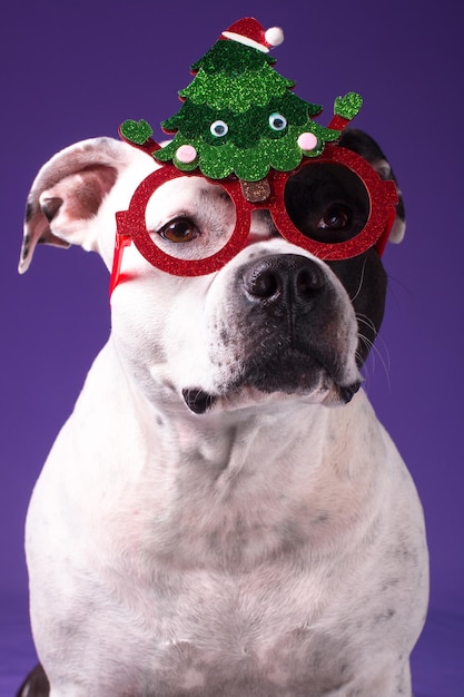 Un perro de moda en gafas de carnaval Año Nuevo y vacaciones de Navidad