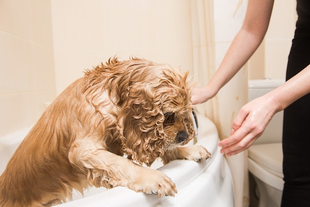 Perro mojado en el baño