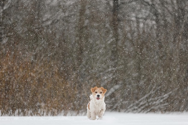 Perro mojado se para en el bosque en invierno Jack Russell Terrier de pelo duro en el parque para dar un paseo La nieve cae contra el fondo del concepto animal de Año Nuevo