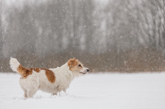 Perro mojado se para en el bosque en invierno Jack Russell Terrier de pelo duro en el parque para dar un paseo La nieve cae contra el fondo del concepto animal de Año Nuevo