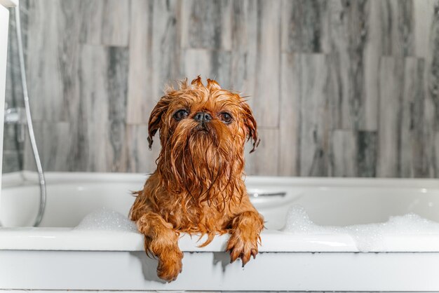 Perro mojado Bruselas Griffon en el baño Groomer lava al perro